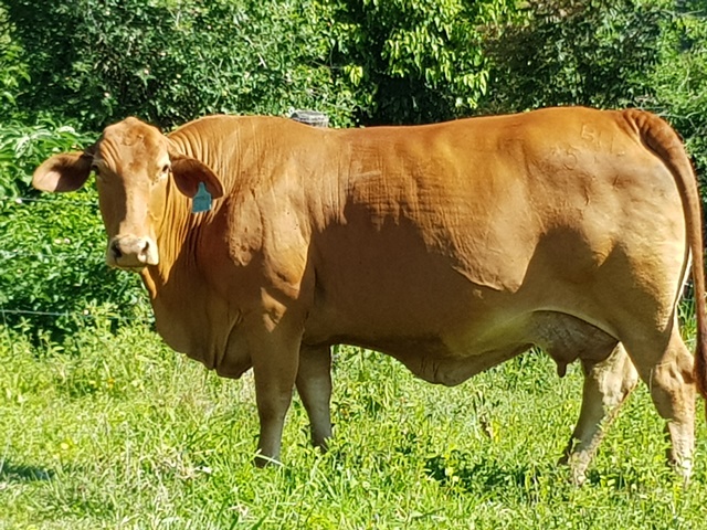 Petula 3
